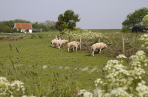 Texels lam